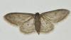Idaea seriata